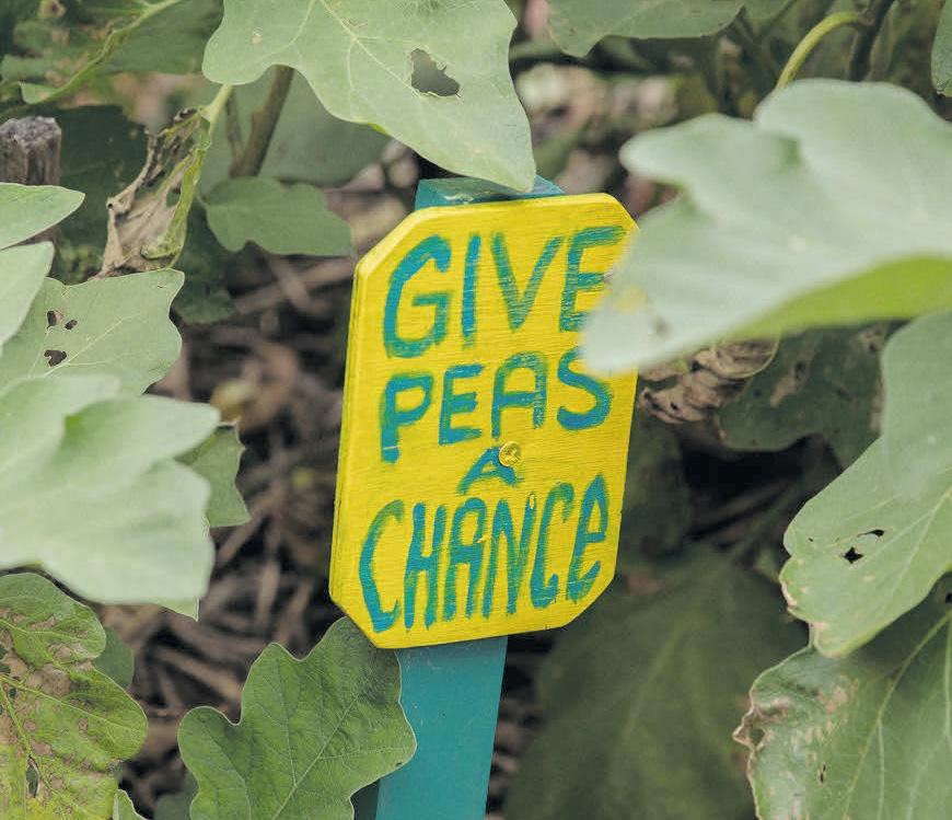 Growing through Glebe’s Green Spaces