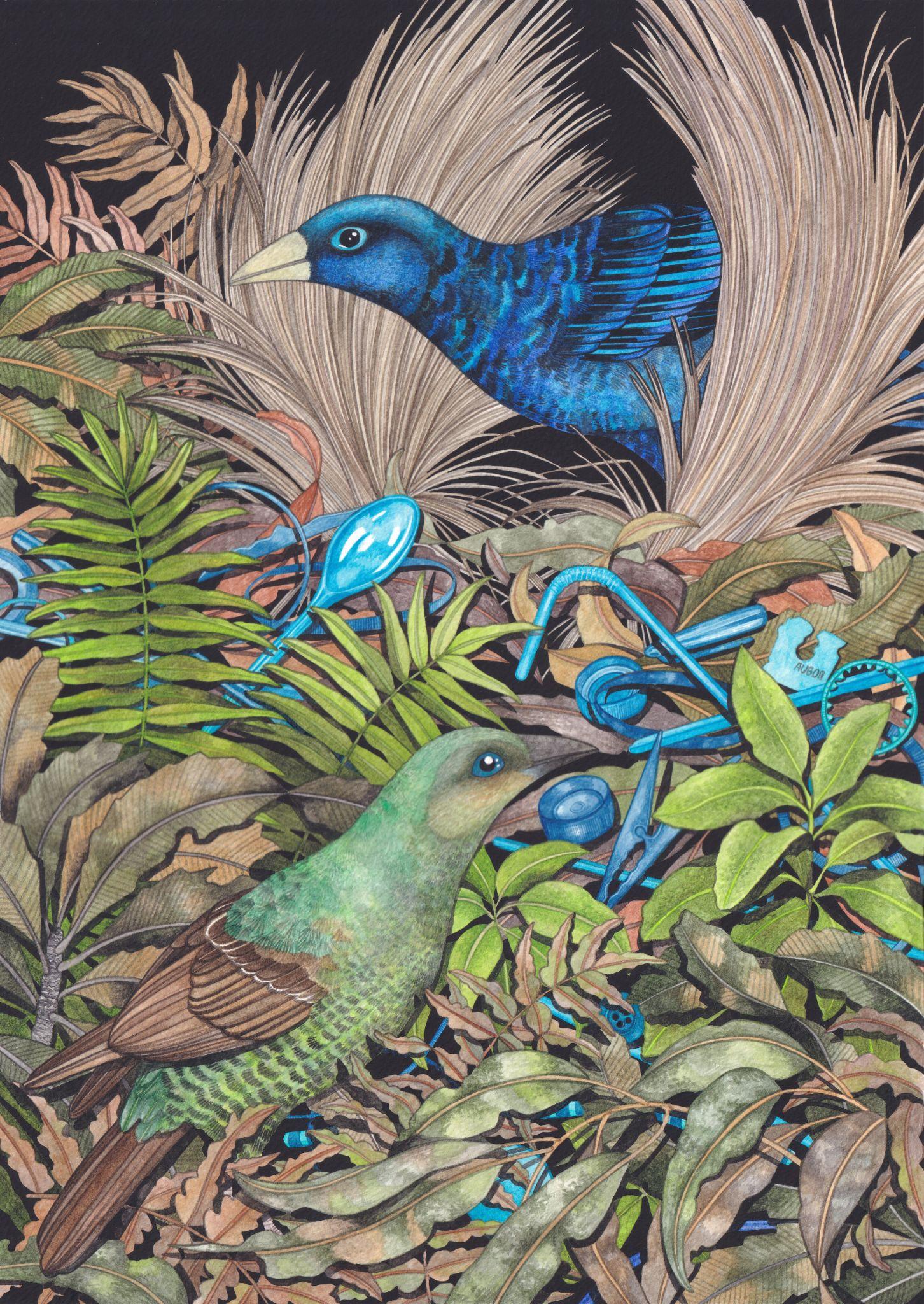 Tahlia Henderson’s winning painting Treasure Nest, Satin Bowerbird pair.